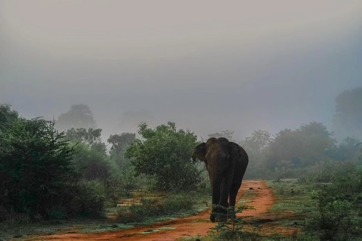 Explora el norte de Sri Lanka
