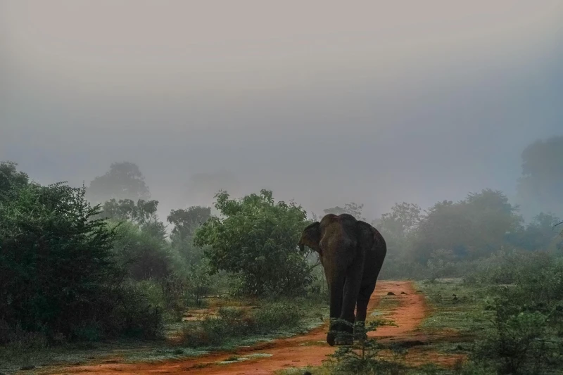 Explora el norte de Sri Lanka