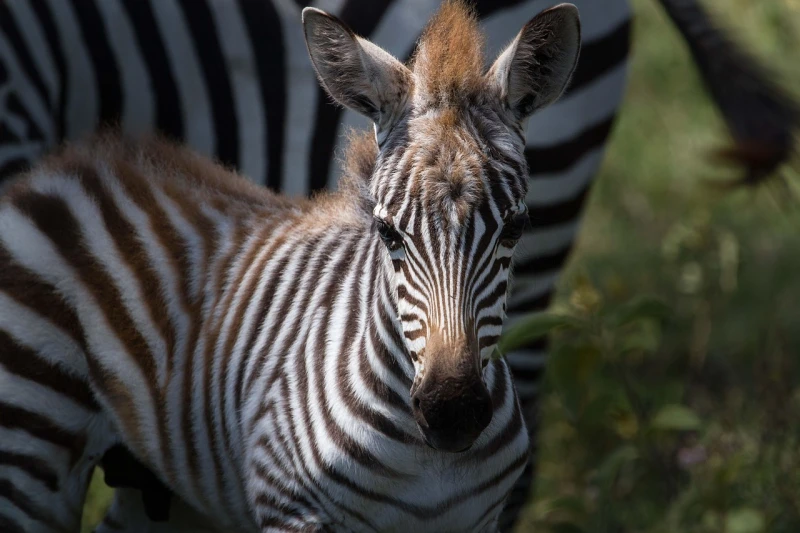 Hasta el Remoto North Luangwa